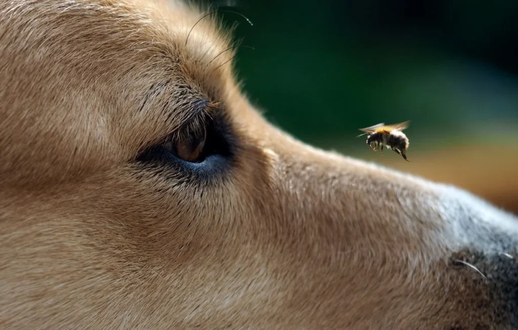 What to do if my dog gets stung by a bee