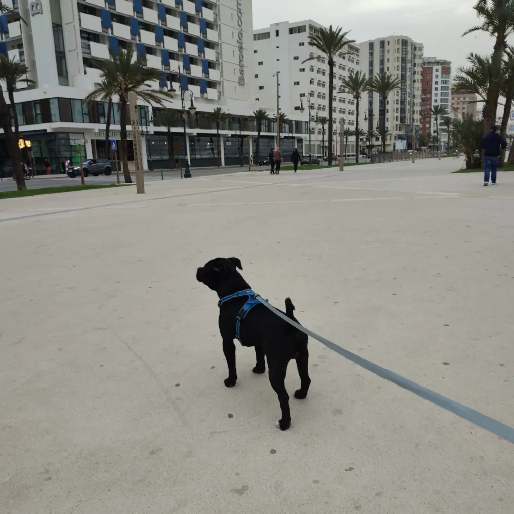 Dog Walker in Tanger