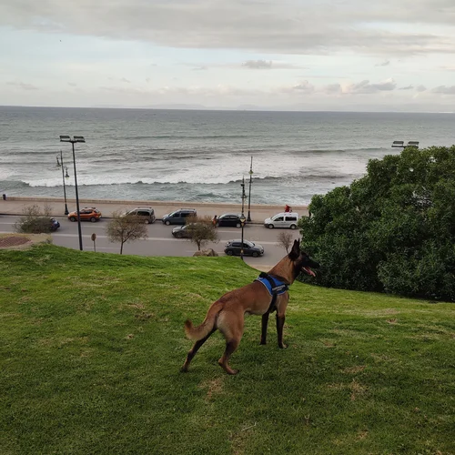 Dog Walker in Tangier